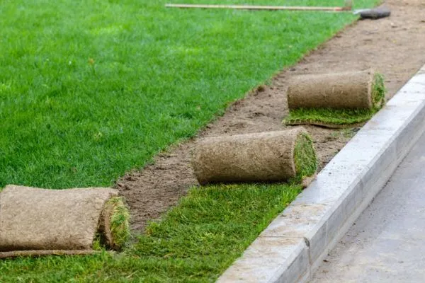 Choosing High-Quality Sod Varieties