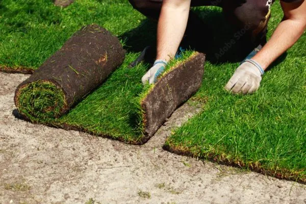 Instant Results of sod