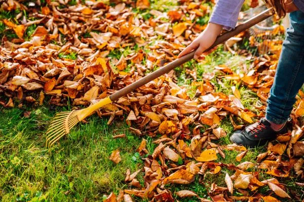 Leaf Removal in ayden nc