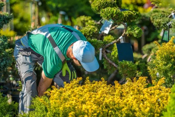 Plant Selection & Installation in Belhaven NC