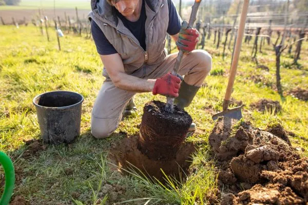 Planting Trees in washington nc