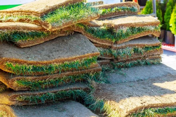 Professional Sod Selection and Sourcing