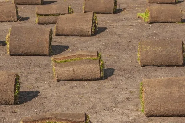 Site Assessment for sod installation