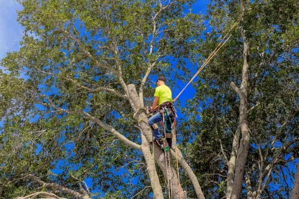 Tree Services Sims NC