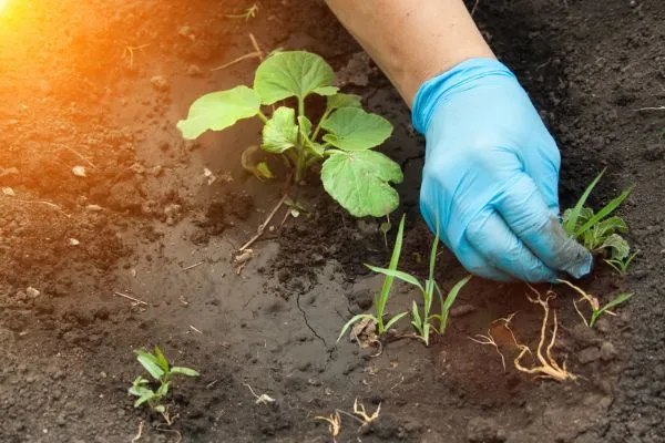 Weed Control farmville nc