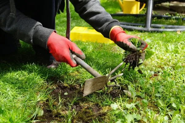 Weed-Free and Disease-Resistant