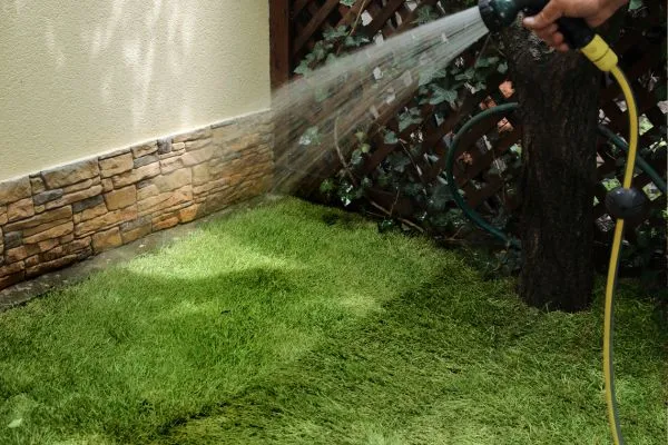 Watering & Maintenance Guidance of sod