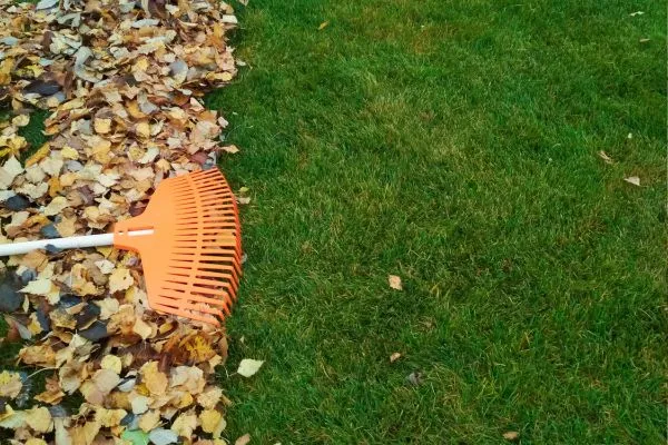 Yard Cleanup in Belmont NC