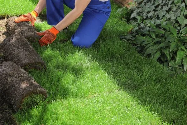sod provide Instant Results