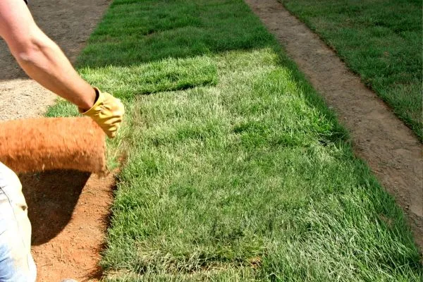 sod provide Weed Suppression